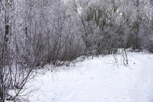 森林里多云的一天 积雪覆盖了树木之间的道路 拉脱维亚 — 图库照片