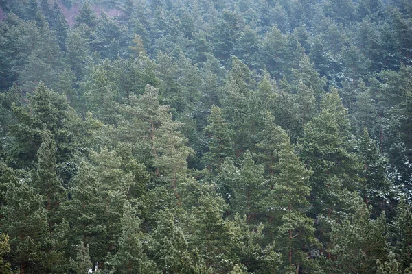 Bir Görünümünü Çam Ağacı Orman Letonya — Stok fotoğraf