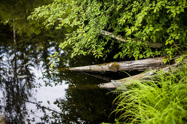 Cloudy day in the green summer forest. A small stream and branches close-up, Latvia