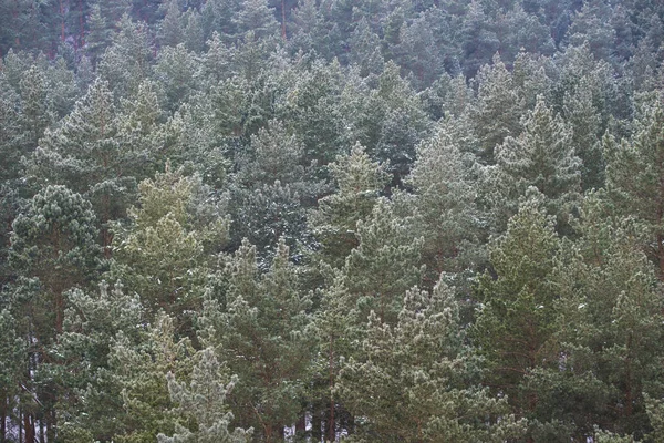 Utsikt Över Pinjeskog Lettland — Stockfoto