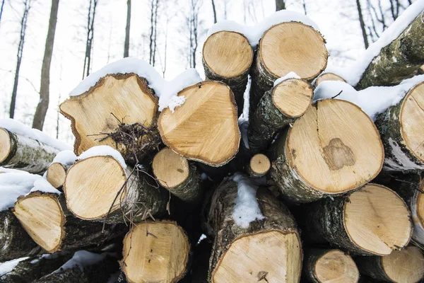 冬の森 ラトビアの薪 — ストック写真