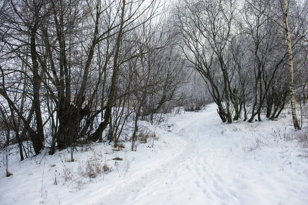 森の中で曇りの日 雪が木の間の道路を覆った ラトビア — ストック写真