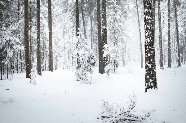 Uitzicht Winter Bos Met Verse Dalende Sneeuw Letland — Stockfoto