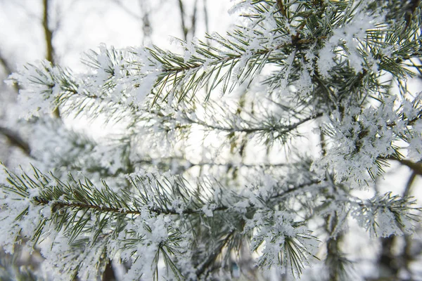 Close Snow Covered Pine Tree Latvia — Stock Photo, Image