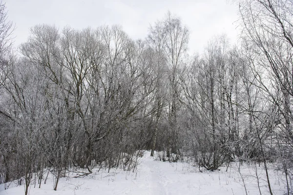 Ormanda Bulutlu Bir Gün Ağaçlar Arasında Karla Kaplı Yol Letonya — Stok fotoğraf