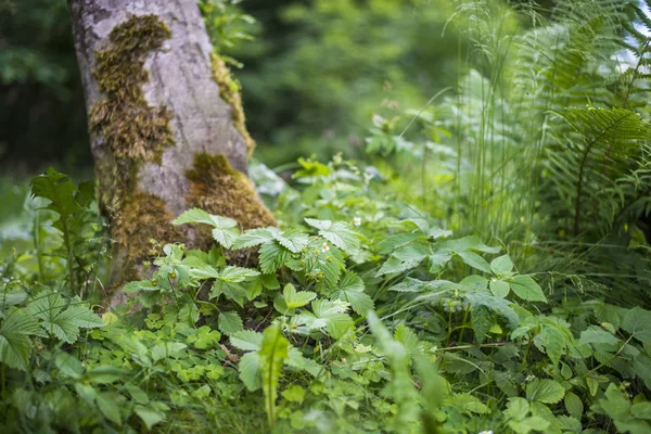 Journée Été Nuageuse Dans Forêt Gros Plan Sur Vieil Arbre — Photo