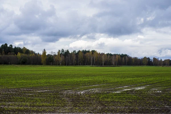 Widok Pola Kraj Zielony Pochmurny Dzień Łotwa — Zdjęcie stockowe