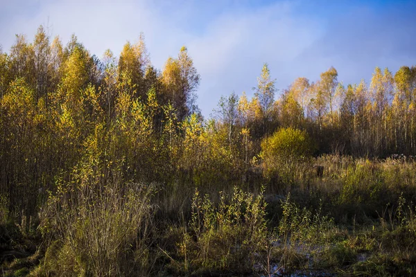 View Golden Trees Cloudy Blue Sky Sunny Autumn Day Latvia — Stock Photo, Image