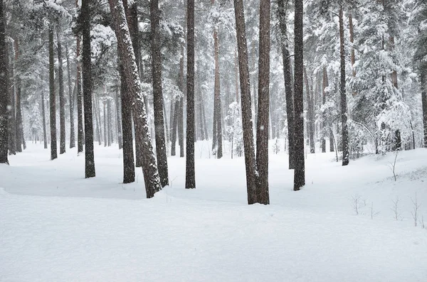 View Winter Forest Fresh Falling Snow Latvia — Stock Photo, Image