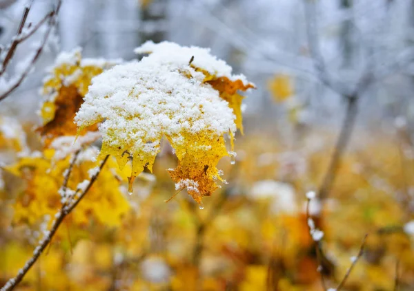 第一次下雪在秋天叶子特写 拉脱维亚 — 图库照片