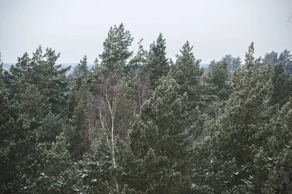 Blick Auf Den Kiefernwald Lettland — Stockfoto