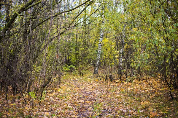 Droga Przez Złote Drzewa Lesie Słoneczny Dzień Ryga Łotwa — Zdjęcie stockowe