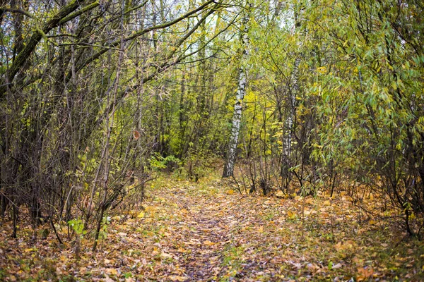 Eine Straße Durch Die Goldenen Bäume Wald Einem Sonnigen Tag — Stockfoto