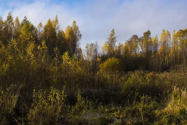 Widok Złote Drzewa Przy Zachmurzonym Niebie Niebieski Słoneczny Dzień Jesienny — Zdjęcie stockowe