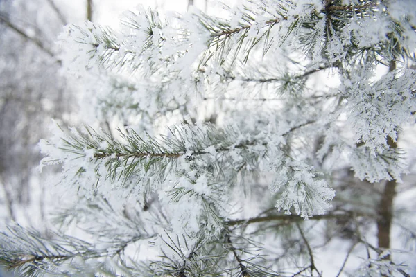 拉脱维亚白雪覆盖的松树特写 — 图库照片