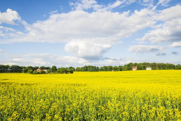 Panoramic View Yellow Blooming Country Field Old Houses Background Cloudy — Stock Photo, Image