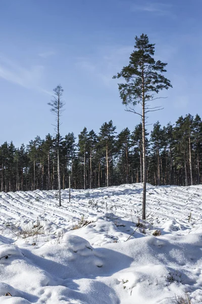 Pinheiros Dia Ensolarado Inverno Close Letónia — Fotografia de Stock
