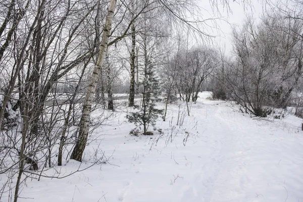 Día Nublado Bosque Camino Cubierto Nieve Entre Los Árboles Letonia — Foto de Stock