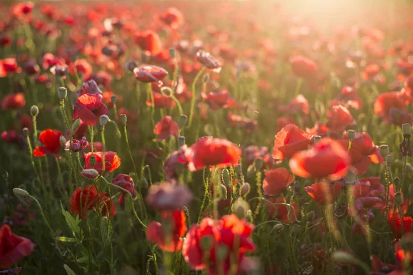 Sunny Summer Evening Blooming Poppies Field Latvia — Stock Photo, Image