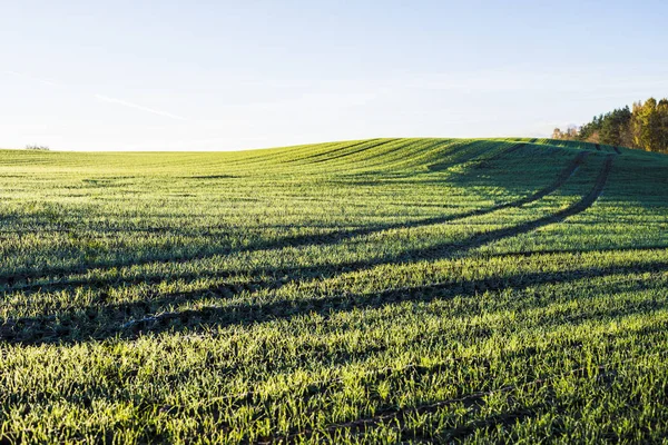 Campagne Verte Champ Agricole Sous Ciel Clair Matin Lettonie — Photo