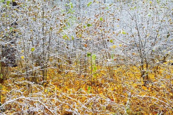 フォレスト ラトビアの冷ややかな秋の日 — ストック写真