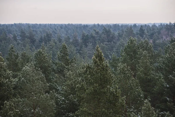 Blick Auf Den Kiefernwald Lettland — Stockfoto