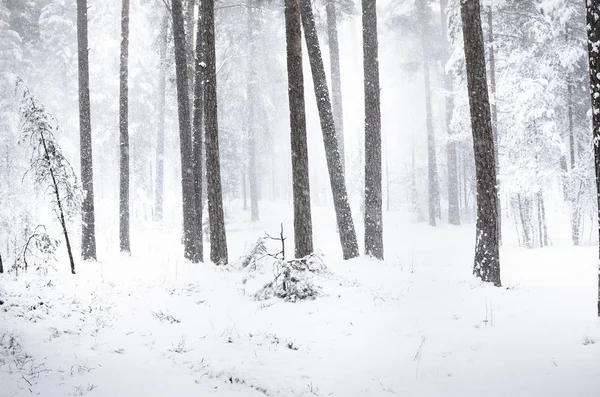 拉脱维亚冬季森林的新降雪观 — 图库照片