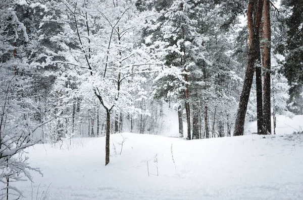 ラトビアの森の白い雪の下で小さい薮 — ストック写真