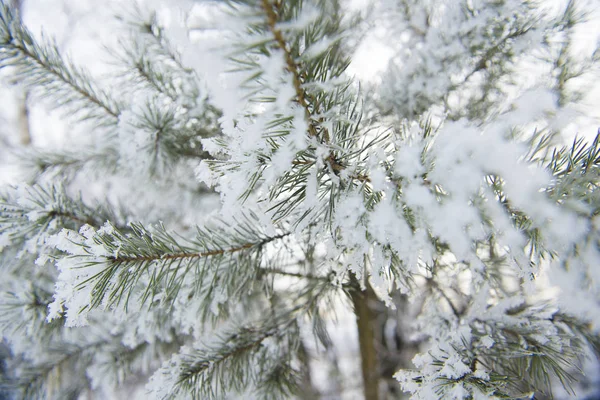 Close Snow Covered Fir Latvia — Stock Photo, Image