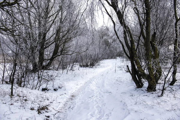 Día Nublado Bosque Camino Cubierto Nieve Entre Los Árboles Latvi — Foto de Stock