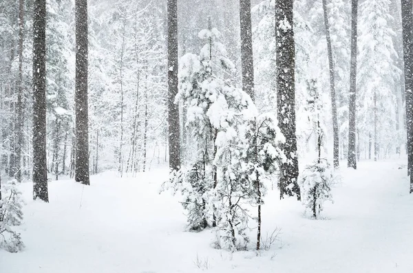 Close Van Een Kleine Naaldboom Bedekt Met Sneeuw Een Bos — Stockfoto