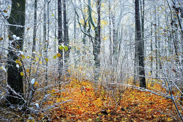 Konci Podzimu Zlaté Listy Námraza Stromech Lotyšsko — Stock fotografie