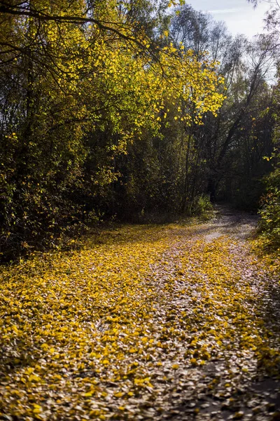 Cesta Přes Zlatý Stromy Lese Slunečného Dne Riga Lotyšsko — Stock fotografie