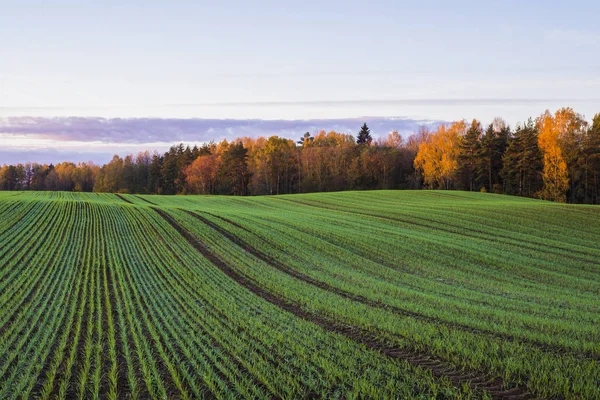 Campagne Verte Champ Agricole Sous Ciel Clair Matin Lettonie — Photo