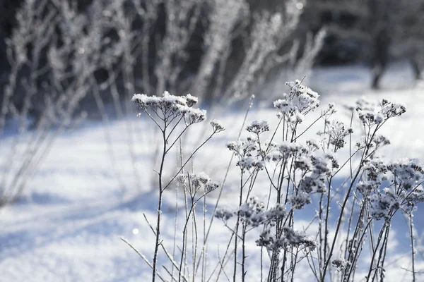 Close Uma Planta Coberta Neve Floresta Inverno Letónia — Fotografia de Stock