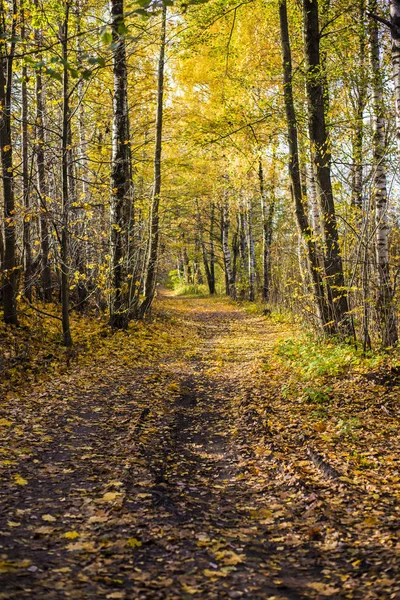 Eine Straße Durch Die Goldenen Bäume Wald Einem Sonnigen Tag — Stockfoto