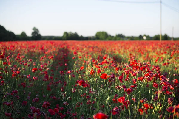 Tarde Verano Soleada Campo Amapolas Flor Letonia — Foto de Stock