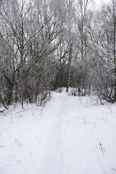 Dia Nublado Floresta Estrada Coberta Neve Entre Árvores Letónia — Fotografia de Stock