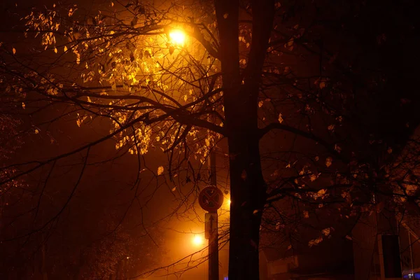 Close Uma Árvore Iluminada Parque Noite — Fotografia de Stock