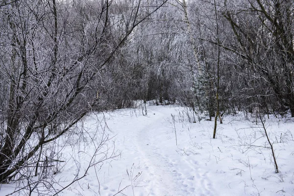 Ormanda Bulutlu Bir Gün Ağaçlar Arasında Karla Kaplı Yol Letonya — Stok fotoğraf