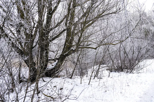 Ormandaki Bulutlu Kış Günü Letonya — Stok fotoğraf