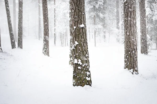 ラトビアの新鮮な雪と冬の森の眺め — ストック写真