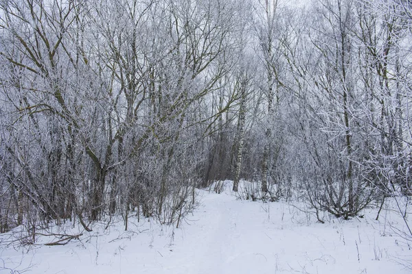 森の中で曇りの日 雪が木の間の道路を覆った ラトビア — ストック写真