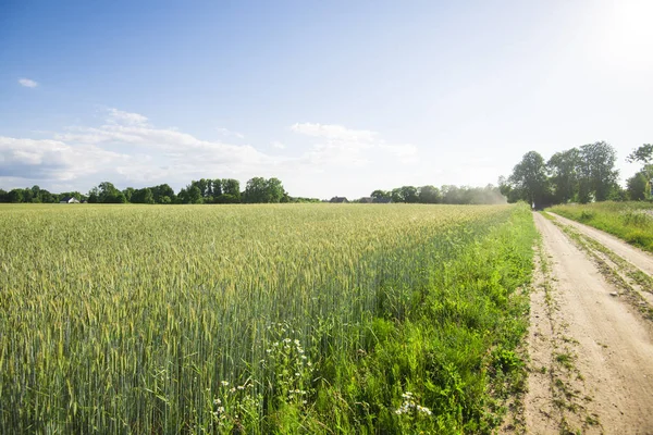 Widok Drogi Przez Pole Rolnych Kraj Jasny Słoneczny Dzień Łotwa — Zdjęcie stockowe