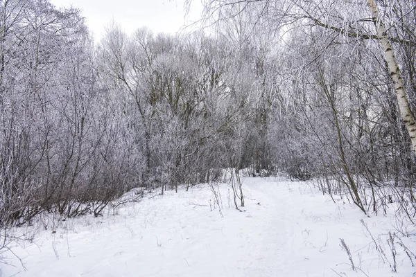 森林里多云的一天 积雪覆盖了树木之间的道路 拉脱维亚 — 图库照片