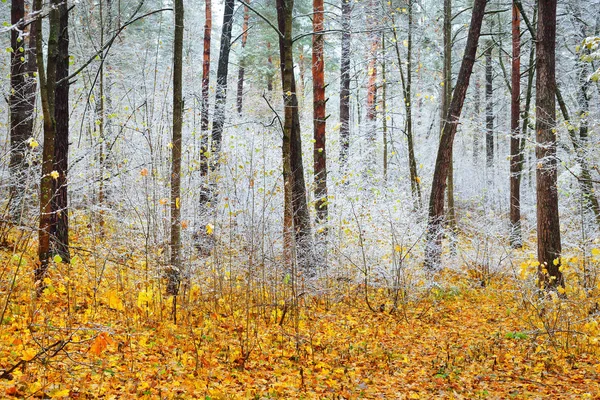 Pod Koniec Jesieni Złote Liście Szron Drzewach — Zdjęcie stockowe