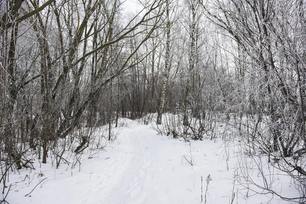 森の中で曇りの日 雪が木の間の道路を覆った ラトビア — ストック写真