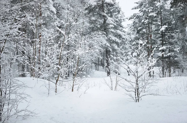 Petit Buisson Sous Neige Blanche Fraîche Dans Une Forêt Lettonie — Photo