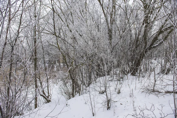 Journée Hiver Nuageuse Dans Forêt Lettonie — Photo