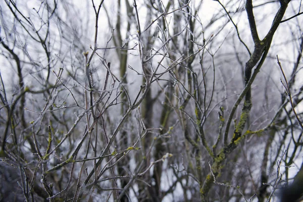 Giornata Invernale Nuvolosa Nella Foresta Rami Primo Piano — Foto Stock